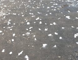 念願の…..ヒラメェェ！！