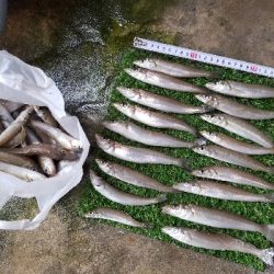 今日は、今年1番の釣果!