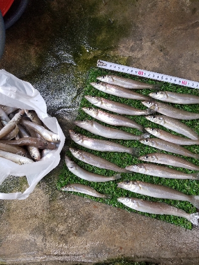 今日は、今年1番の釣果！