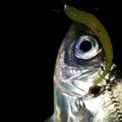 期待通りの釣果