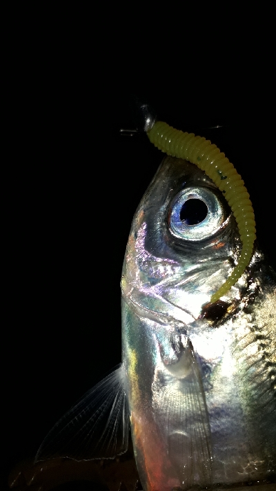 期待通りの釣果