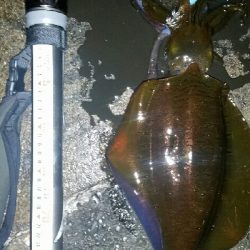 ヤエン師に挟まれて