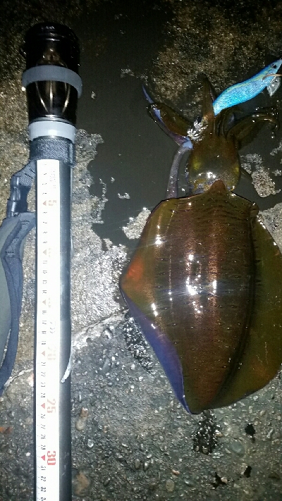 ヤエン師に挟まれて