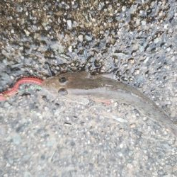 雨のち寒いそして小当たり