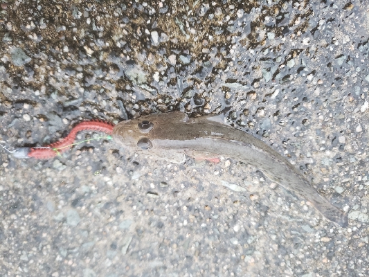 雨のち寒いそして小当たり