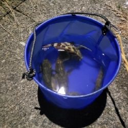 釣れる魚を釣る釣行