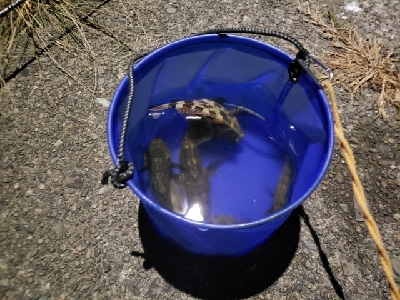 釣れる魚を釣る釣行