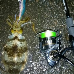 2日連続印南へ。