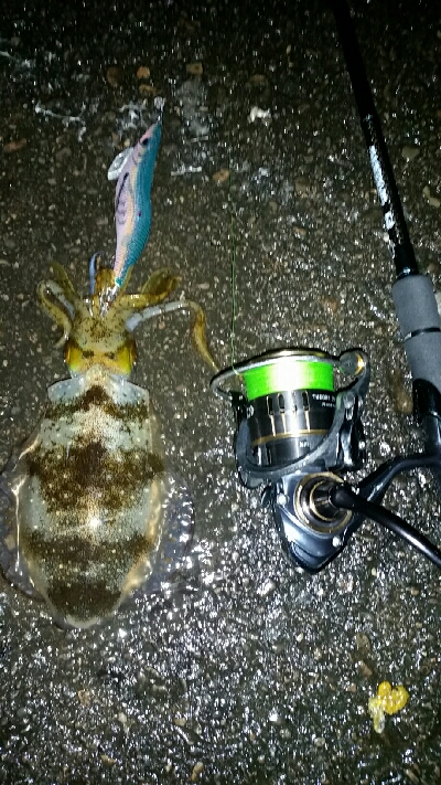 2日連続印南へ。