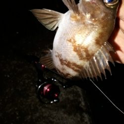 12月17日メバリング