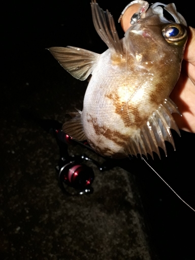 12月17日メバリング