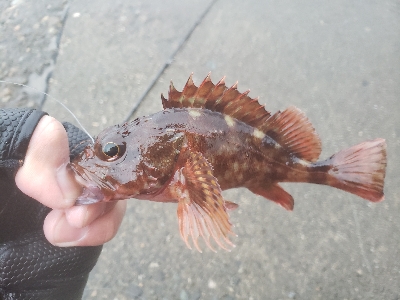 久しぶりの餌釣り
