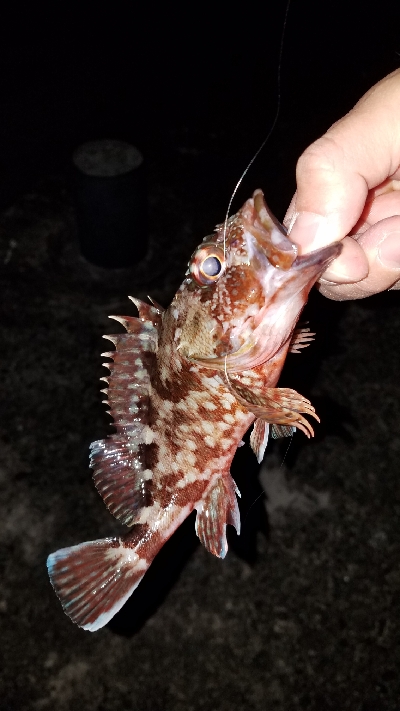 ライトタックル