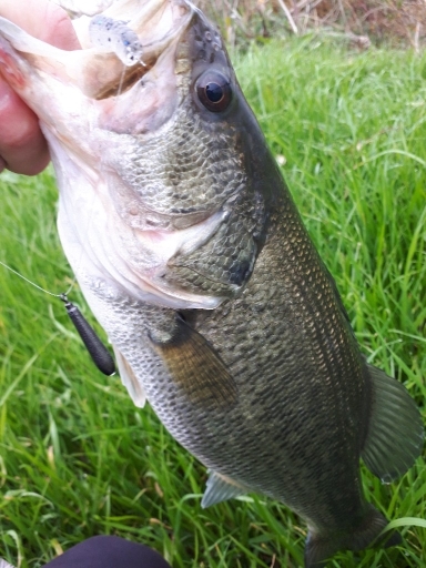 冬の紀の川本流40UPバス！！
