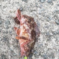 昨日の残り餌を