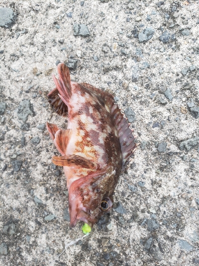 昨日の残り餌を