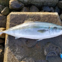 久々の青物はメジロ！