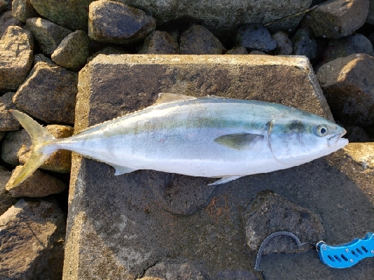 久々の青物はメジロ！