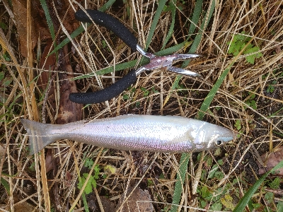 久しぶりのキス