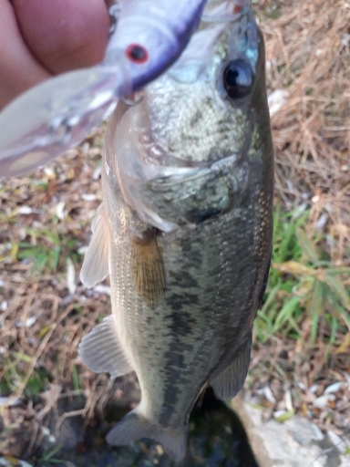 12月23日紀の川釣行