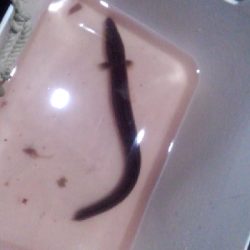 ブッコミでアナゴさん