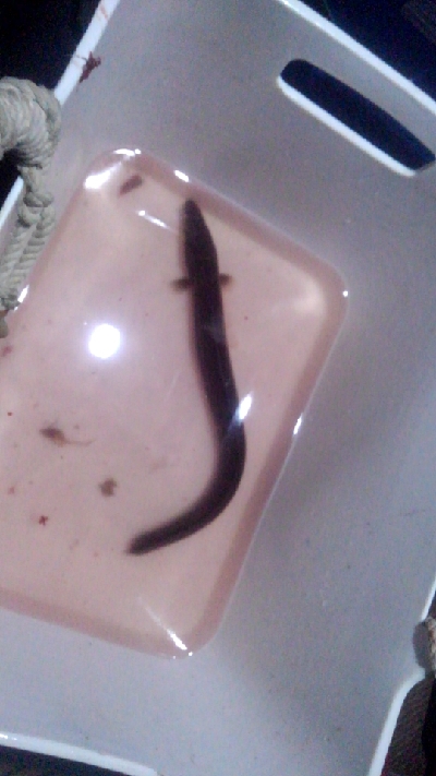 ブッコミでアナゴさん