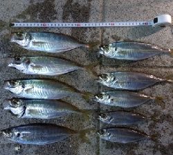 アジフライが食べたくて!