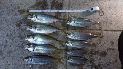 アジフライが食べたくて！