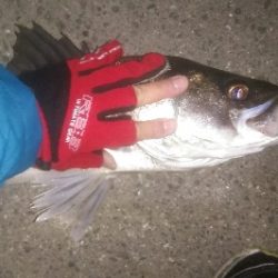 都市載せにランカーをゲット！