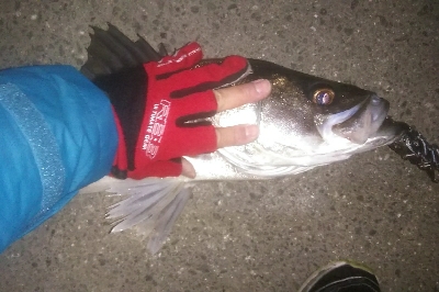 都市載せにランカーをゲット！