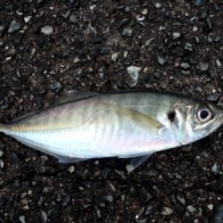 雨上がりの釣行