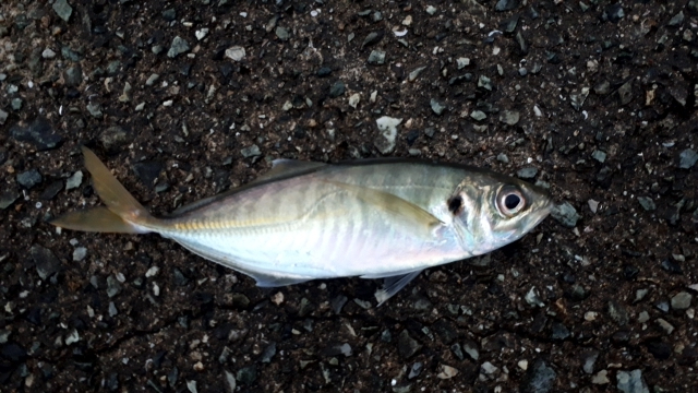 雨上がりの釣行