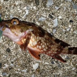 今年の釣り納め