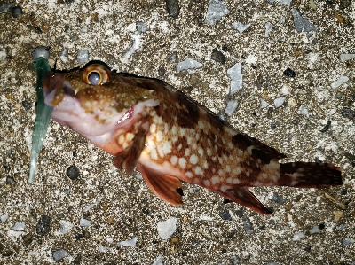 今年の釣り納め