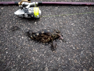 煮付け用カサゴを求めて釣り納め