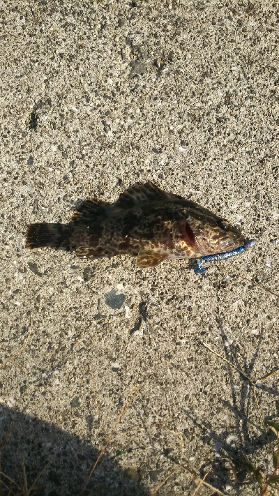 久しぶりの根魚釣り