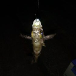 ガッシーは裏切らない