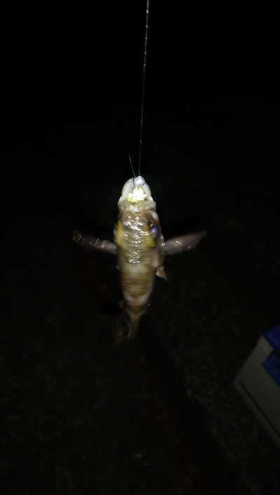 ガッシーは裏切らない