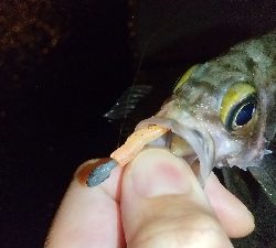 2019年12月18日釣行in箱崎ふ頭