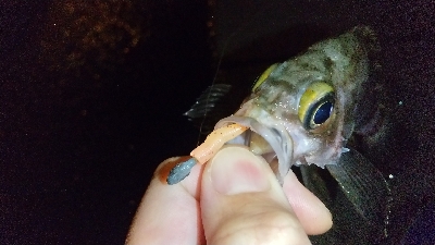 2019年12月18日釣行in箱崎ふ頭