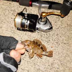 釣り納め、アジング不発ガッシーのみ