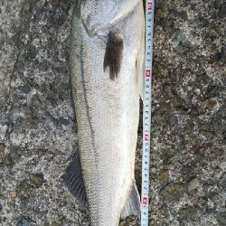 久しぶりの投稿