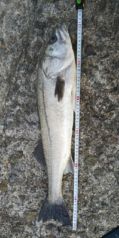 久しぶりの投稿