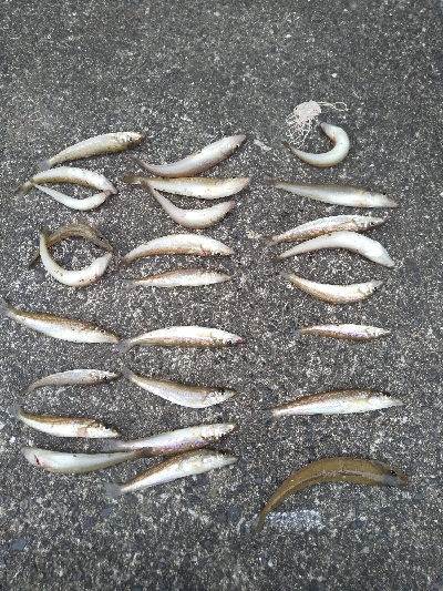 ちょい投げ　落ちギス