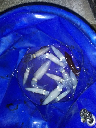 クリスマス　ヒイカ