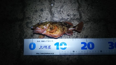 ヘチ釣り ガルプ祭り