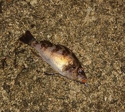 アジングなのにアジ1匹