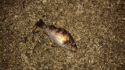 アジングなのにアジ1匹