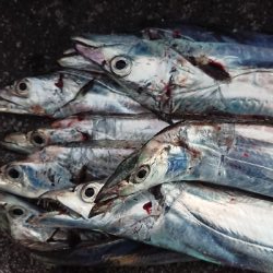 いきなり、入れ食い