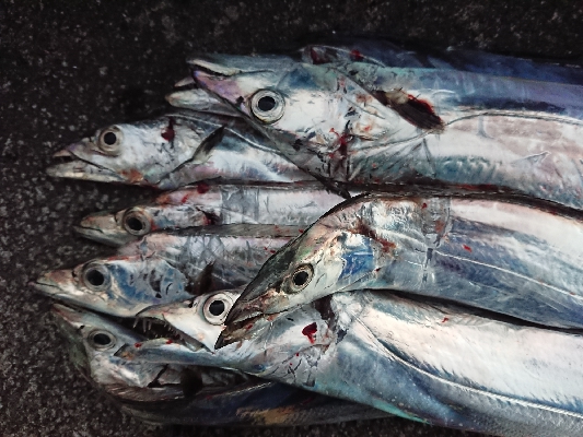 いきなり、入れ食い